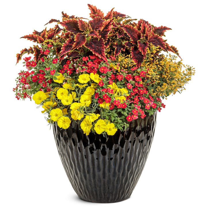 Safari® Lava Flow African Phlox (Jamesbrittenia hybrid) | Proven Winners® New Variety 2026