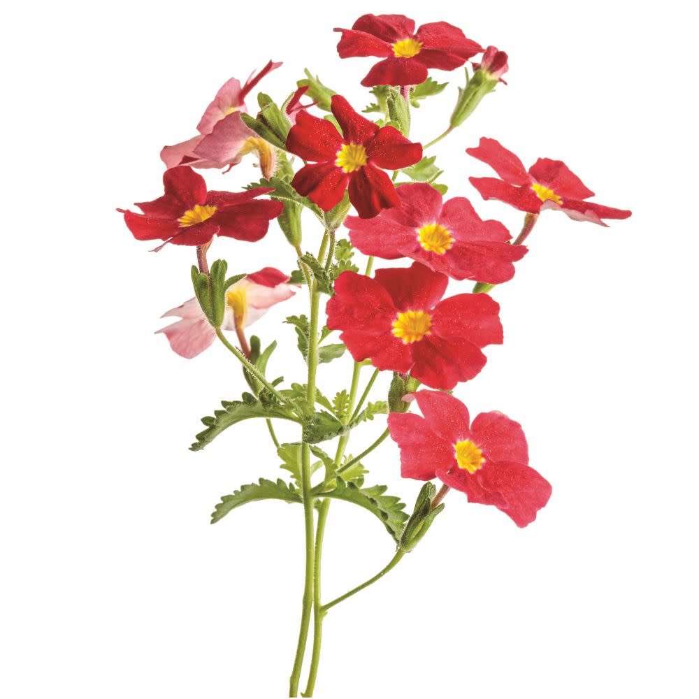 花花(*^^*) African Phlox | Safari® Lave Flow | Proven Winners® Annuals