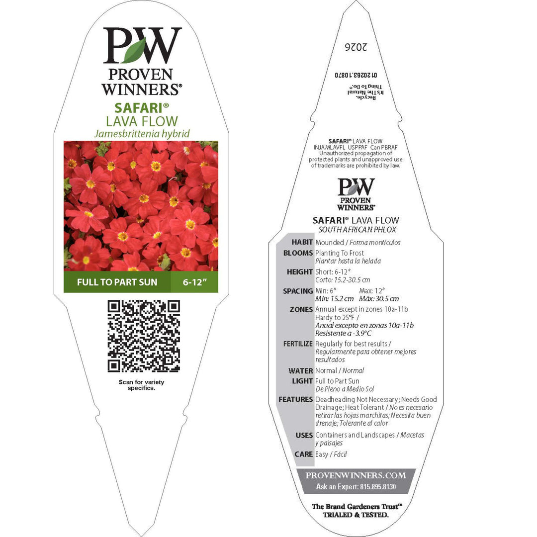 Safari® Lava Flow African Phlox (Jamesbrittenia hybrid) | Proven Winners® New Variety 2026