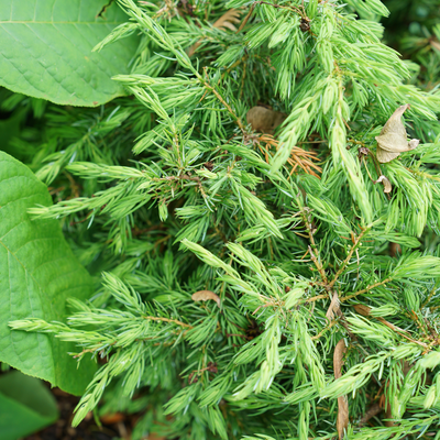 Tortuga Tortuga Juniper up close.