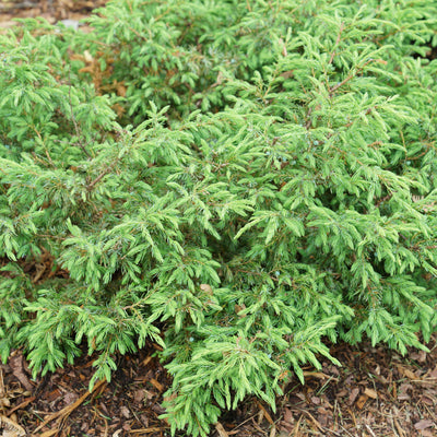 Tortuga Tortuga Juniper up close.