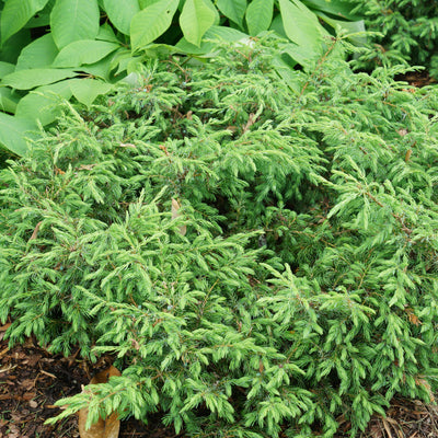 Tortuga Tortuga Juniper in focus.