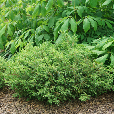 Tortuga Tortuga Juniper in focus.