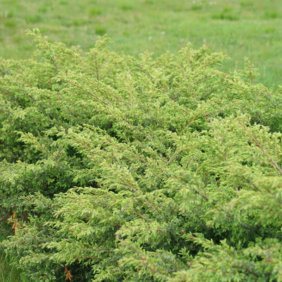 Tortuga Juniper in focus.