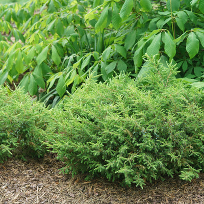 Tortuga Tortuga Juniper in use.