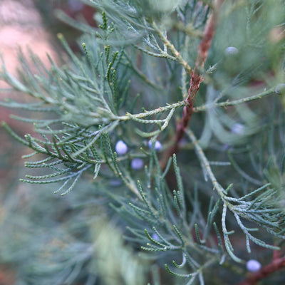 Aquavita Aquavita Juniper up close.