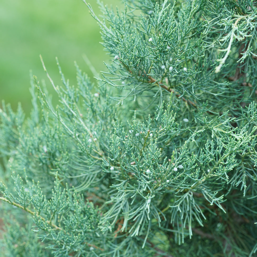 Aquavita Aquavita Juniper up close.