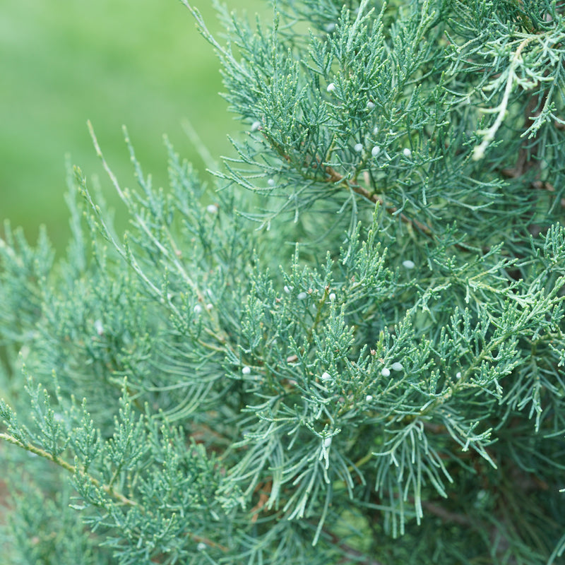 Aquavita Aquavita Juniper up close.