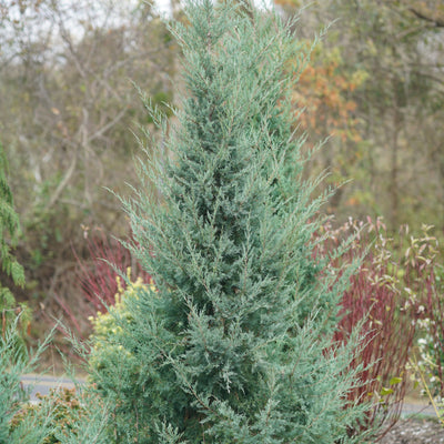 Aquavita Aquavita Juniper in focus.