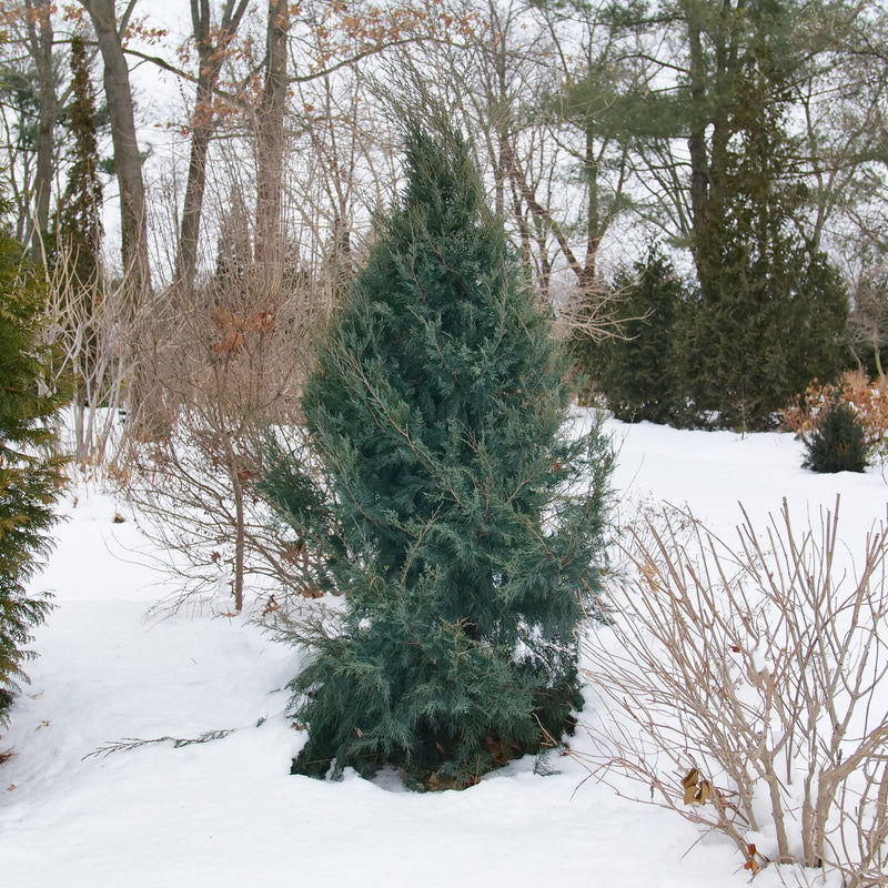 Aquavita Aquavita Juniper in use.