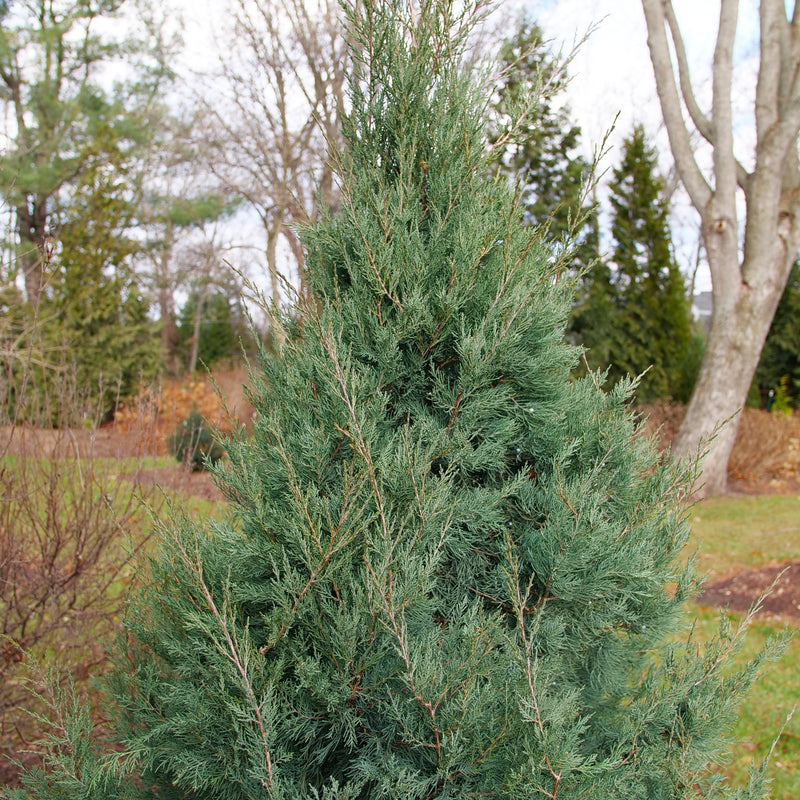 Aquavita Aquavita Juniper in use.