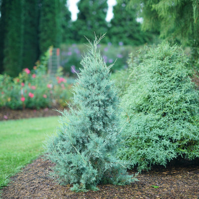 Aquavita Aquavita Juniper in use.