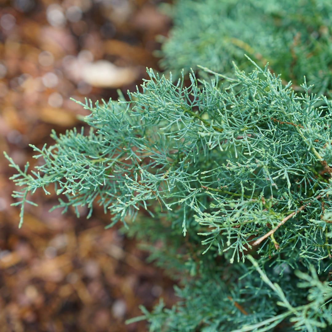 Montana Moss® Juniper (Juniperus chinensis)