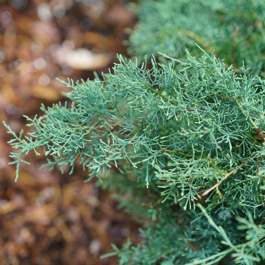 Montana Moss® Juniper (Juniperus chinensis)