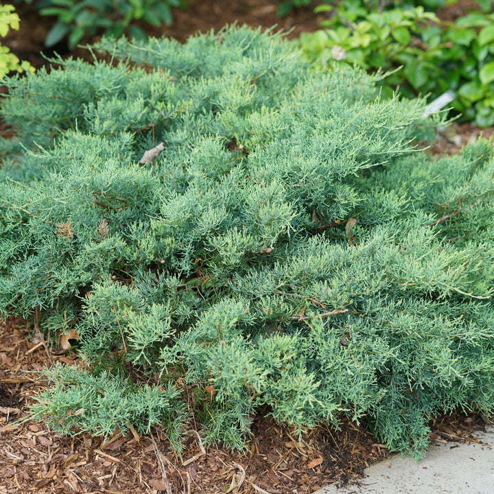 Montana Moss® Juniper (Juniperus chinensis)
