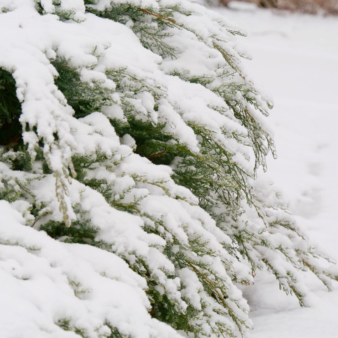 Montana Moss® Juniper (Juniperus chinensis)