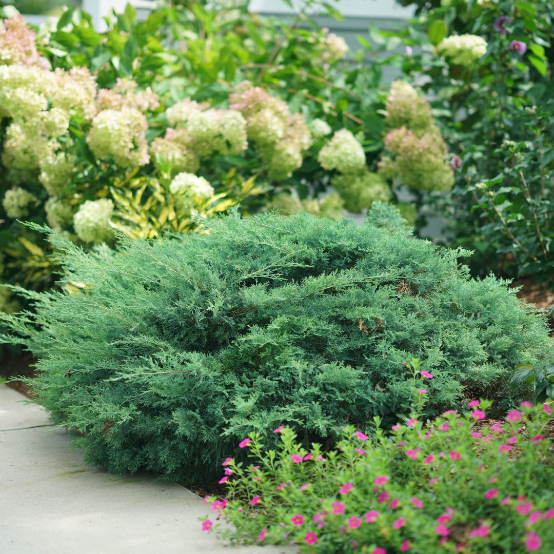 Montana Moss® Juniper (Juniperus chinensis)