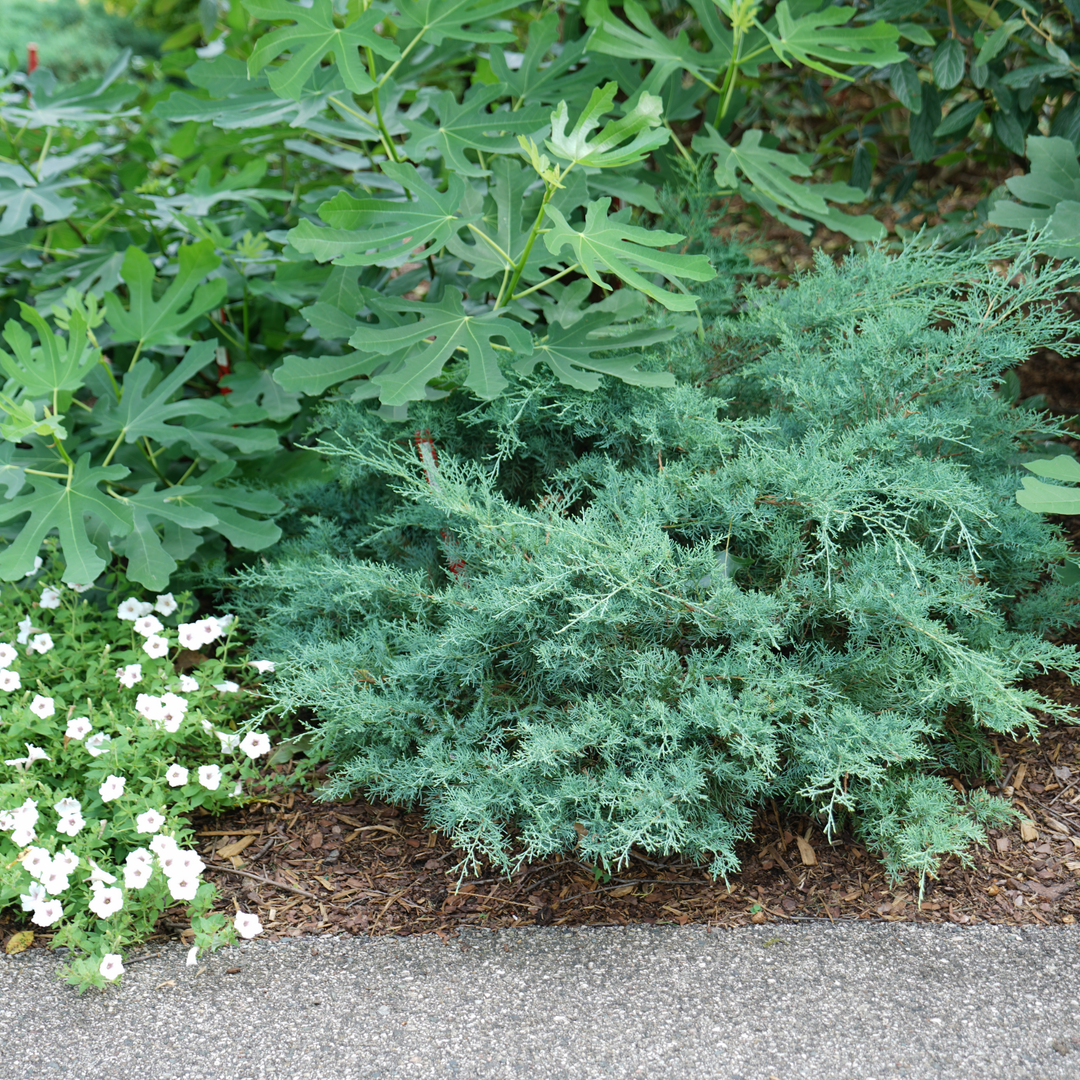 Montana Moss® Juniper (Juniperus chinensis)
