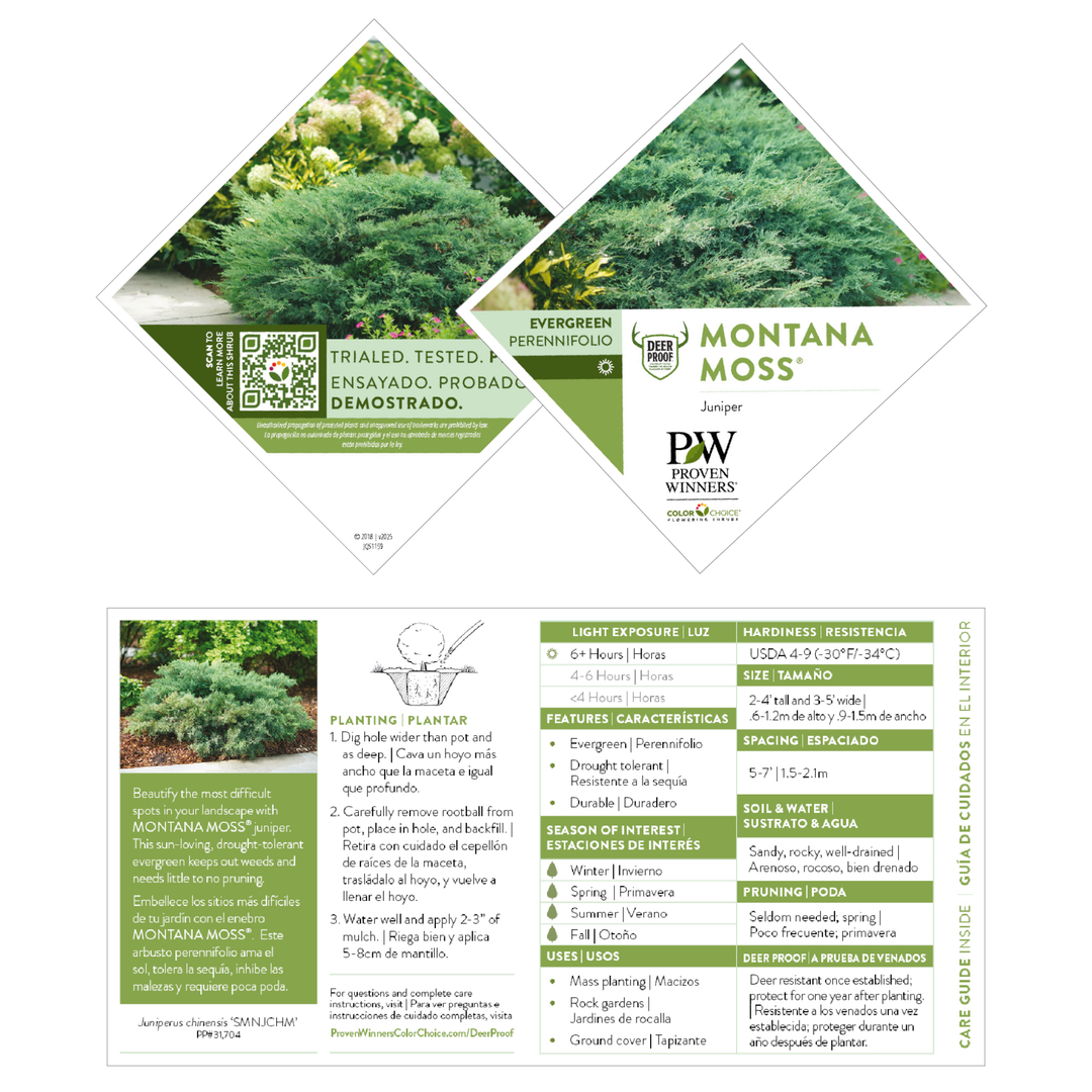 Montana Moss® Juniper (Juniperus chinensis)