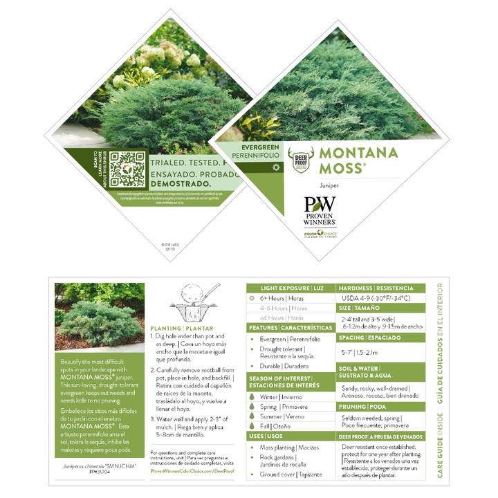 Montana Moss® Juniper (Juniperus chinensis)