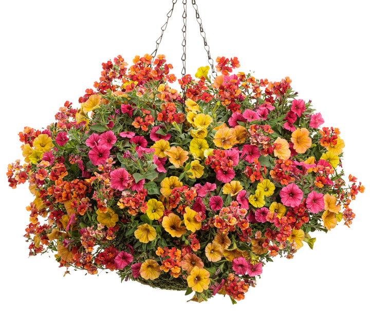 A colorful hanging basket of flowers including varieties such as Sunsatia Blood Orange, Supertunia Honey, and Supertunia Vista Paradise, designed for full sun to part sun environments.