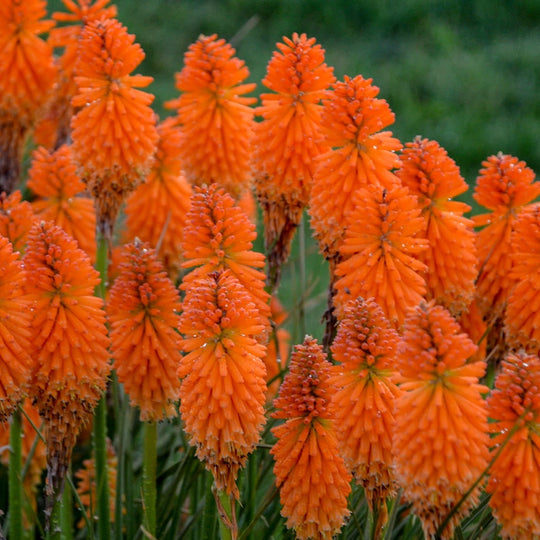 Pyromania® 'Orange Blaze' Red Hot Poker (Kniphofia hybrid)
