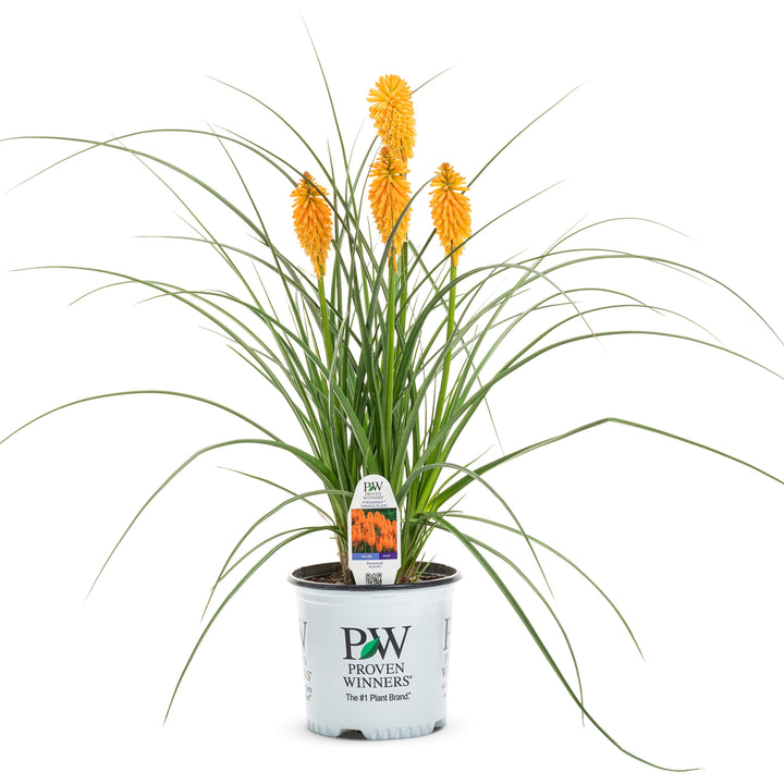 炎花 Kniphofia - Orange Blaze Red Hot Poker - Sugar Creek Gardens