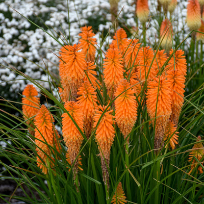 Pyromania 'Orange Blaze' Red Hot Poker in focus.