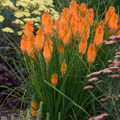 Pyromania 'Orange Blaze' Red Hot Poker in use.