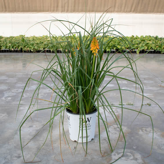 red hot poker plant in pots Red Hot Poker | Pyromania® 'Orange Blaze'