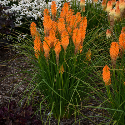 Pyromania 'Orange Blaze' Red Hot Poker in use.