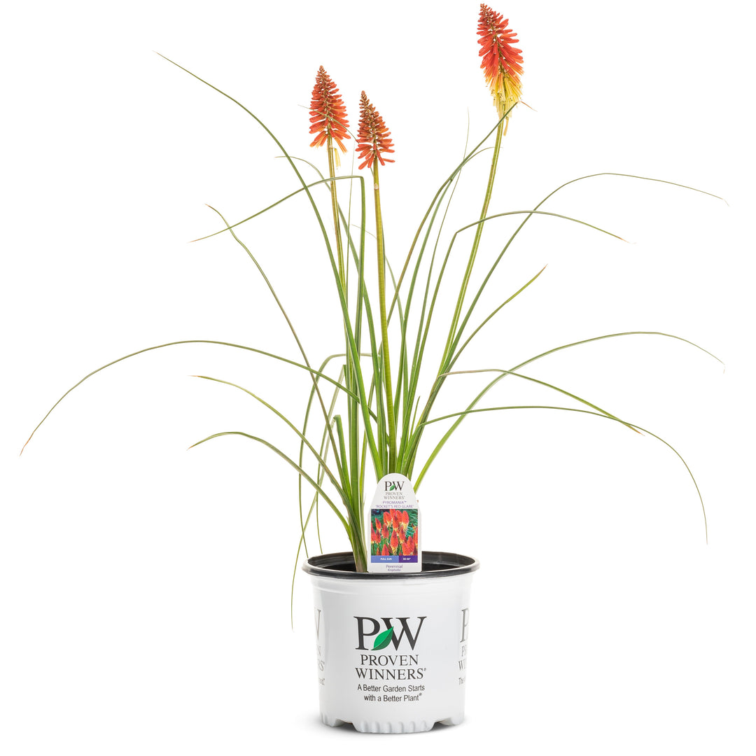 Red Hot Poker | Pyromania® 'Rocket's Red Glare' | Proven Winners