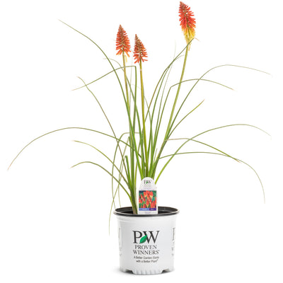 Pyromania 'Rocket's Red Glare' Red Hot Poker in container.