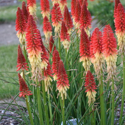 Pyromania 'Rocket's Red Glare' Red Hot Poker in focus.