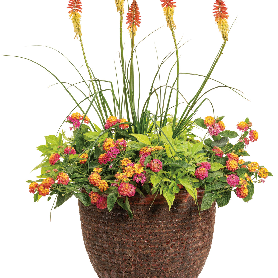 炎花 Kniphofia - Orange Blaze Red Hot Poker - Sugar Creek Gardens