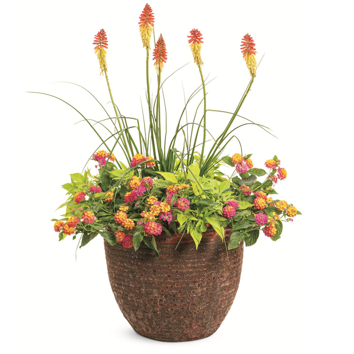 Red Hot Poker | Pyromania® 'Rocket's Red Glare' | Proven Winners