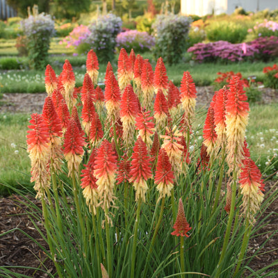 Pyromania 'Rocket's Red Glare' Red Hot Poker in use.