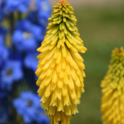 Pyromania 'Solar Flare' Red Hot Poker up close.