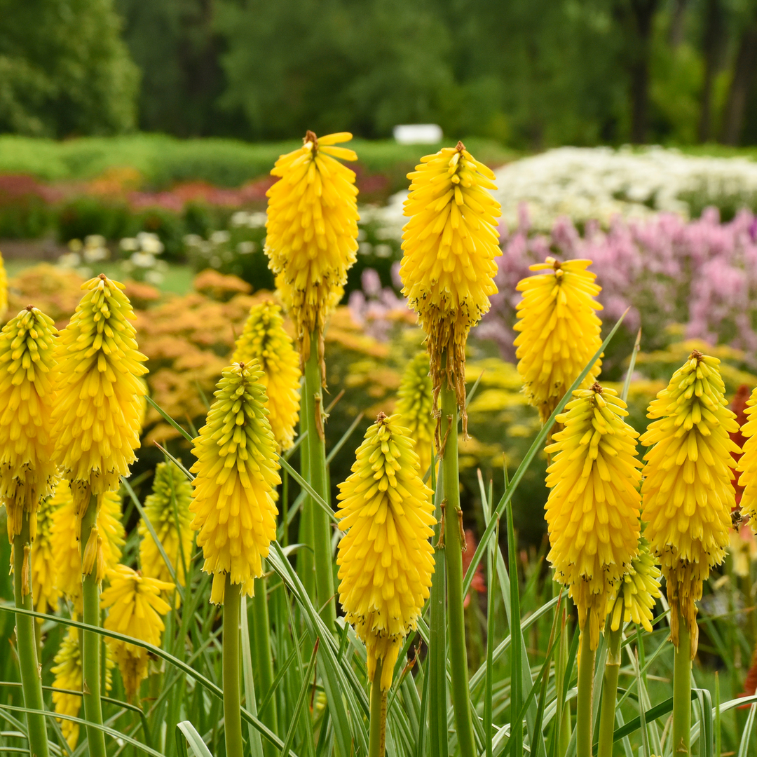 Red Hot Poker | Pyromania® 'Solar Flare' | Proven Winners