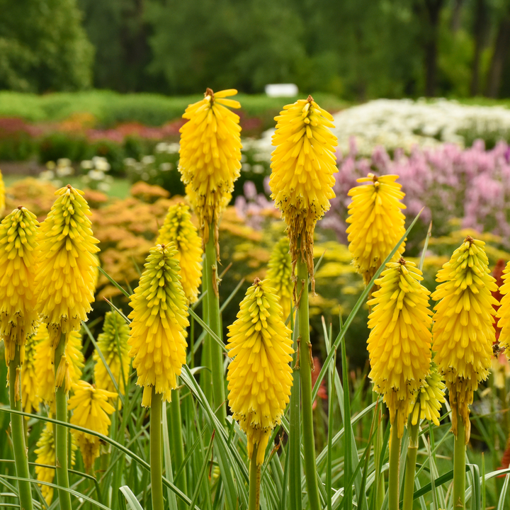 KNIPWP103-CloseUp-3_720x.png?v