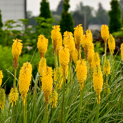 Pyromania 'Solar Flare' Pyromania 'Solar Flare' Red Hot Poker up close.