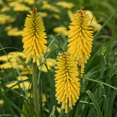 Pyromania 'Solar Flare' Red Hot Poker up close.