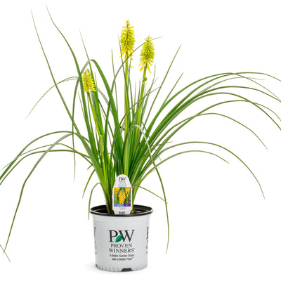 Pyromania 'Solar Flare' Red Hot Poker in container.