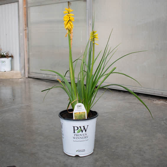 Red Hot Poker | Pyromania® 'Solar Flare' | Proven Winners