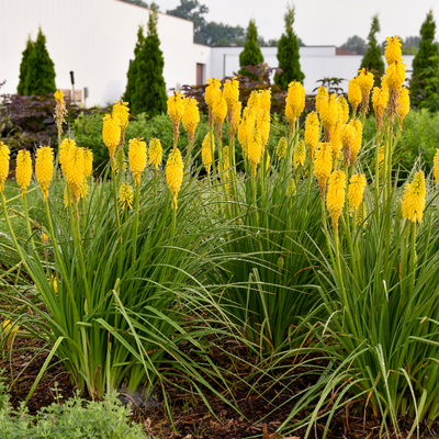 Pyromania 'Solar Flare' Pyromania 'Solar Flare' Red Hot Poker in use.