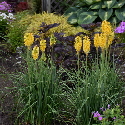 Pyromania 'Solar Flare' Red Hot Poker in use.