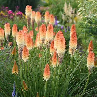 Pyromania® 'Hot and Cold' Red Hot Poker (Kniphofia hybrid)