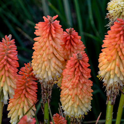 Pyromania® 'Hot and Cold' Red Hot Poker (Kniphofia hybrid)