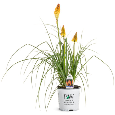 Pyromania® 'Hot and Cold' Red Hot Poker (Kniphofia hybrid)