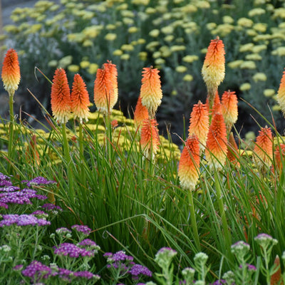 Pyromania® 'Hot and Cold' Red Hot Poker (Kniphofia hybrid)